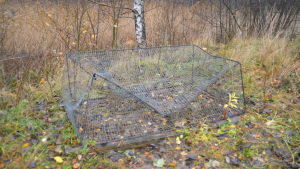 Så ser en mårdhundsfälla ut (Arkivbild). En söndrig mårdhundsfälla vid en björk i småbåtshamnen i Jägarbacken.