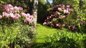 I denna vilolund ligger Susanne Wiigh-Mäsaks katt begravd. Kattens stoft ströddes ut och idag växer där en praktfull rhododendron. rhododendron
