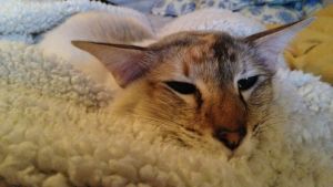 Den här katten har inga sömnproblem. katt som ligger på filt och verkar ha det skönt.