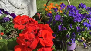 Församlingen sköter graven om man gör upp ett skötselkontrakt. Blommor, färggrannt.