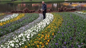 André Beijk rensar ogräset bland tulpanerna. Trädgårdsmästaren André Beijk tar hand om tulpanerna i tulpanparken Keukenhof.