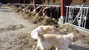 Morgonmål på Rilax gård. Hundarna följer noga med. Kor i lösdriftsstall,äter hö. På bilden också två hundar, ljus labrador