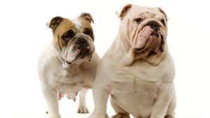 Bulldoggen, också den en trubbnosig ras. två engelska bulldogar bredvid varandra.
