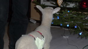 Zaide tycker julgranar smakar gott. Ett litet vitt lamm som doftar på en julgran inne i ett café. Lammet bär blöja.