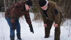 Svens Eklund och Ola Knös spanar in färska vargspår i skogen i Övermark Två jägare i vinterskogen böjer sig ner för att titta på tassavtryck av varg i snön