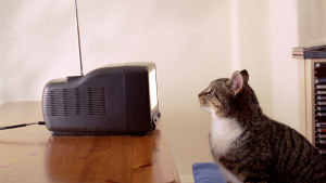 Foto från sidan på en gråsvart katt som tittar på en gammal liten tv med antenn. Man ser inte vad som syns på skärmen.