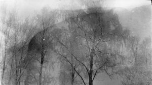 Många av Edith Södergrans dikter innehåller inslag från naturen. Här har hon fotograferat björkar i ett dimmigt landskap. Vintrigt landskap, foto ur Edith Södergrans arkiv