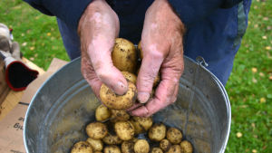 Den efterlängtade nypotatisen dröjer lite till. Nypotatis på Brages skördemarknad 2016.