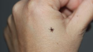 En fästing kan bära på många olika infektioner som kan leda till stora hälsoproblem. Fästing på hand