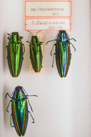 Några präktiga praktbaggar i museets samling. Praktbaggar i Naturhistoriska museets samlingar i Helsingfors.