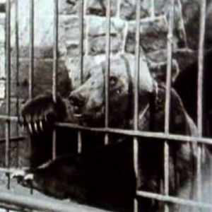 Ensimmäiset karhut tulivat Korkeasaareen Leningradista. Karhu ohjelmassa Korkeasaari 100 vuotta (1989)
