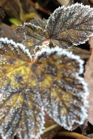 Huurteisia kasveja metsässä.