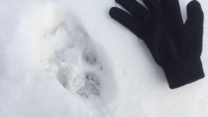 Det här spåret hittades längs med vägen upp till Öjberget. Svårt att säga om det är vargspår, säger Dan Falk. Möjligt vargspår nära Öjberget i Sundom.