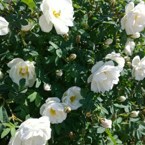 Midsommarrosor En buske fylld av vita midsommarrosor i full blom.