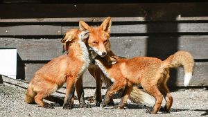 Det är inte ovanligt att rävar bor i tätorter. Rävungarna på Yles bakgård