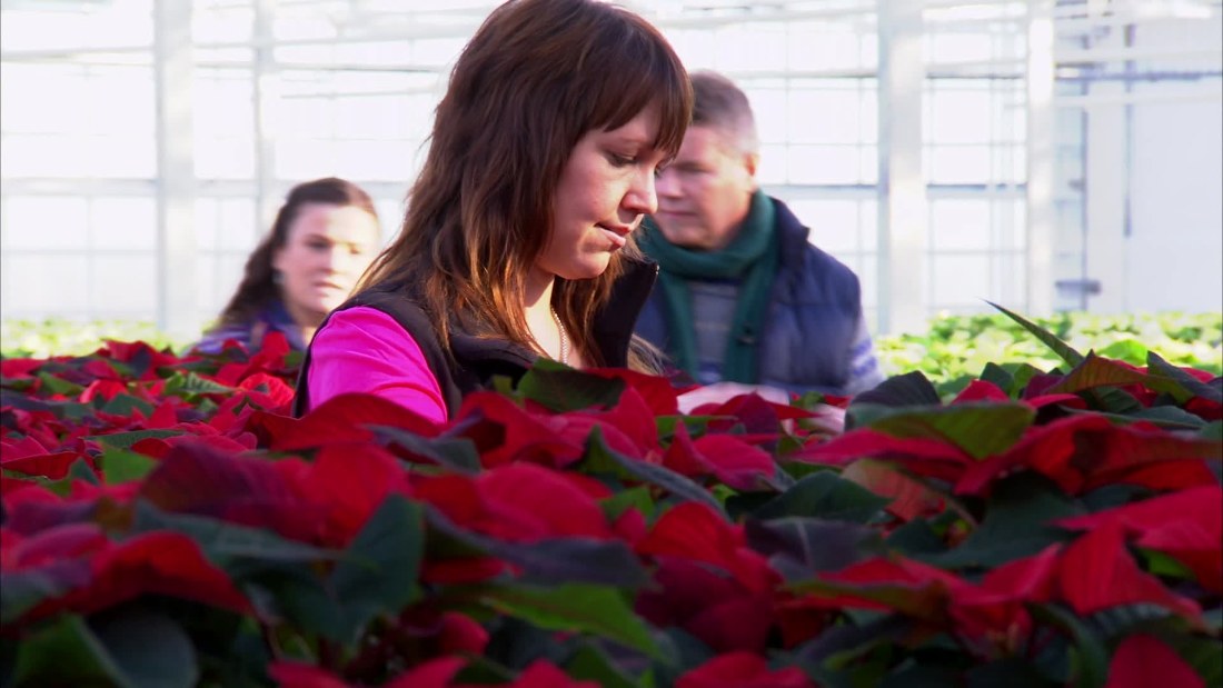 JulstjÃ¤rnor - julen 2013 | TrÃ¤dgÃ¥rd | svenska.yle.fi