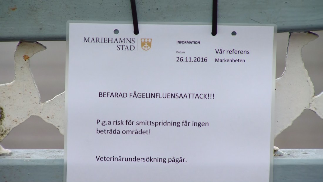 Warning of bird flu in Mariehamn.