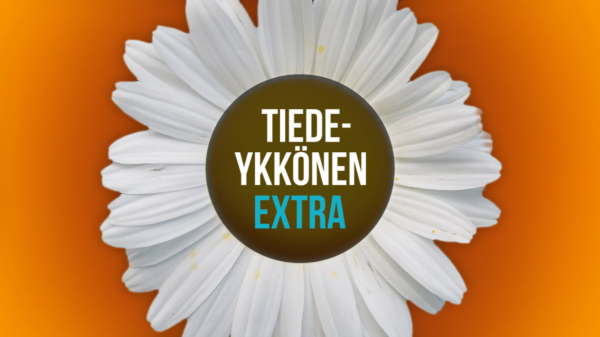 Tiedeykkönen Extra mainoskuva. Päivänkakkara missä teksi Tiedeykkönen Extra.
