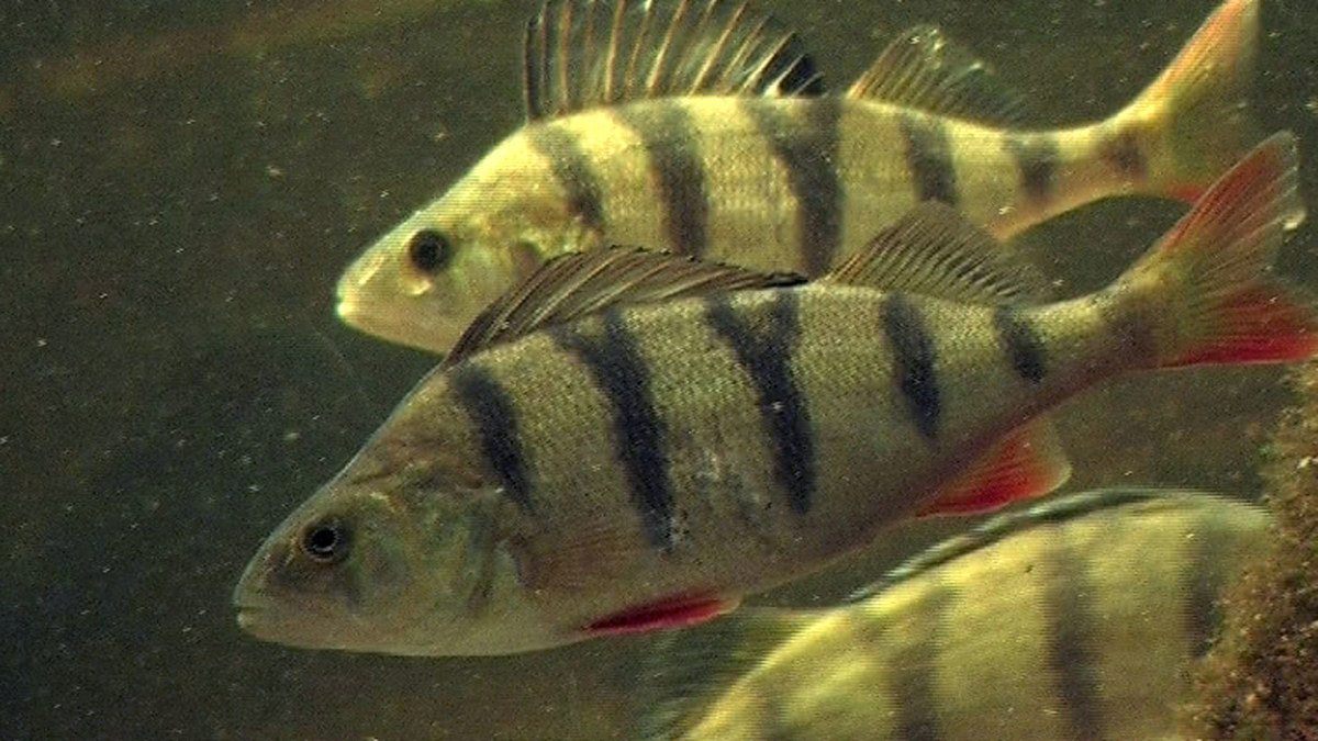 Ahven on Suomen kansalliskala | Opettajalle | Oppiminen | yle.fi