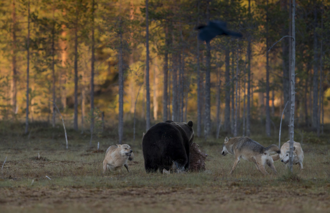 Kuvahaun tulos haulle suomi talvikuva