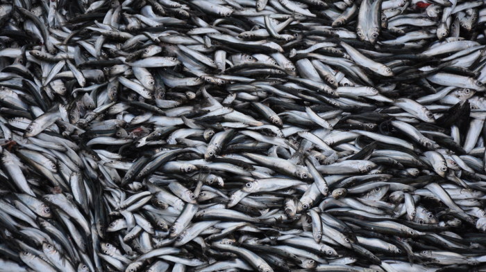 Strömming.