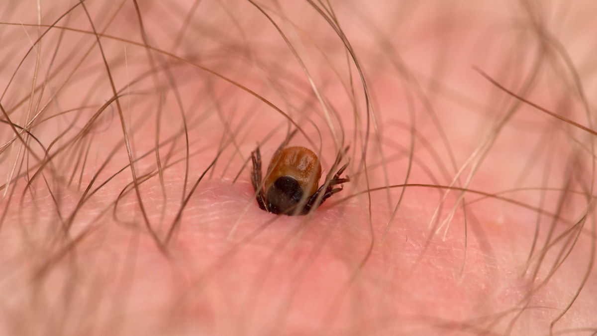 Bildresultat för irriterande insekter