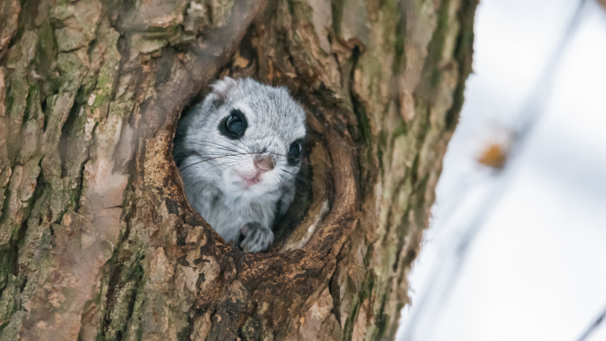 L hikuvassa Harvinainen Liito orava Luontovuosi Yle fi l-hikuvassa-harvinainen-liito-orava-luontovuosi-yle-fi