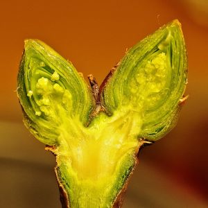 Sireenin silmu halkaistuna