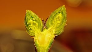 Sireenin silmu halkaistuna