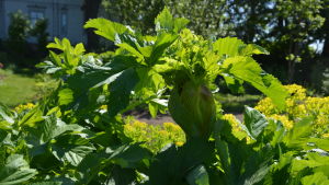 Angelica eller kvanne i Westers trädgård. 