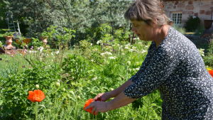 Gunilla Törnroos öppnar en vallmoblomma.