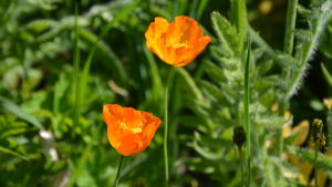 Vallmo i Westers trädgård. 