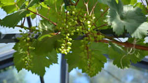 Vindruvor i Westers trädgård. 