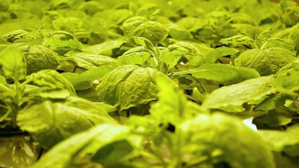 Nicotiana benthamiana on tupakan sukulaiskasvi, jota käytetään proteiinien tuottamiseen VTT:n kasvibiotekniikan laboratoriossa. Nicotiana benthamiana, tupakan sukulaiskasvi