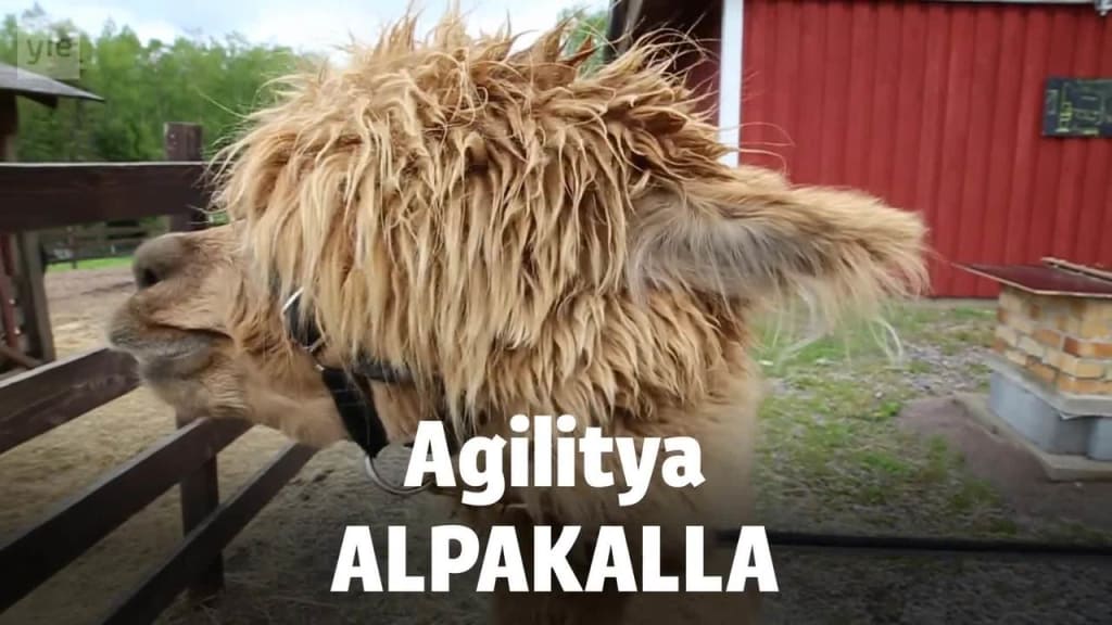 Yle Uutiset Uusimaa Agilitya Alpakalla Yle Uutiset Uusimaa Tv