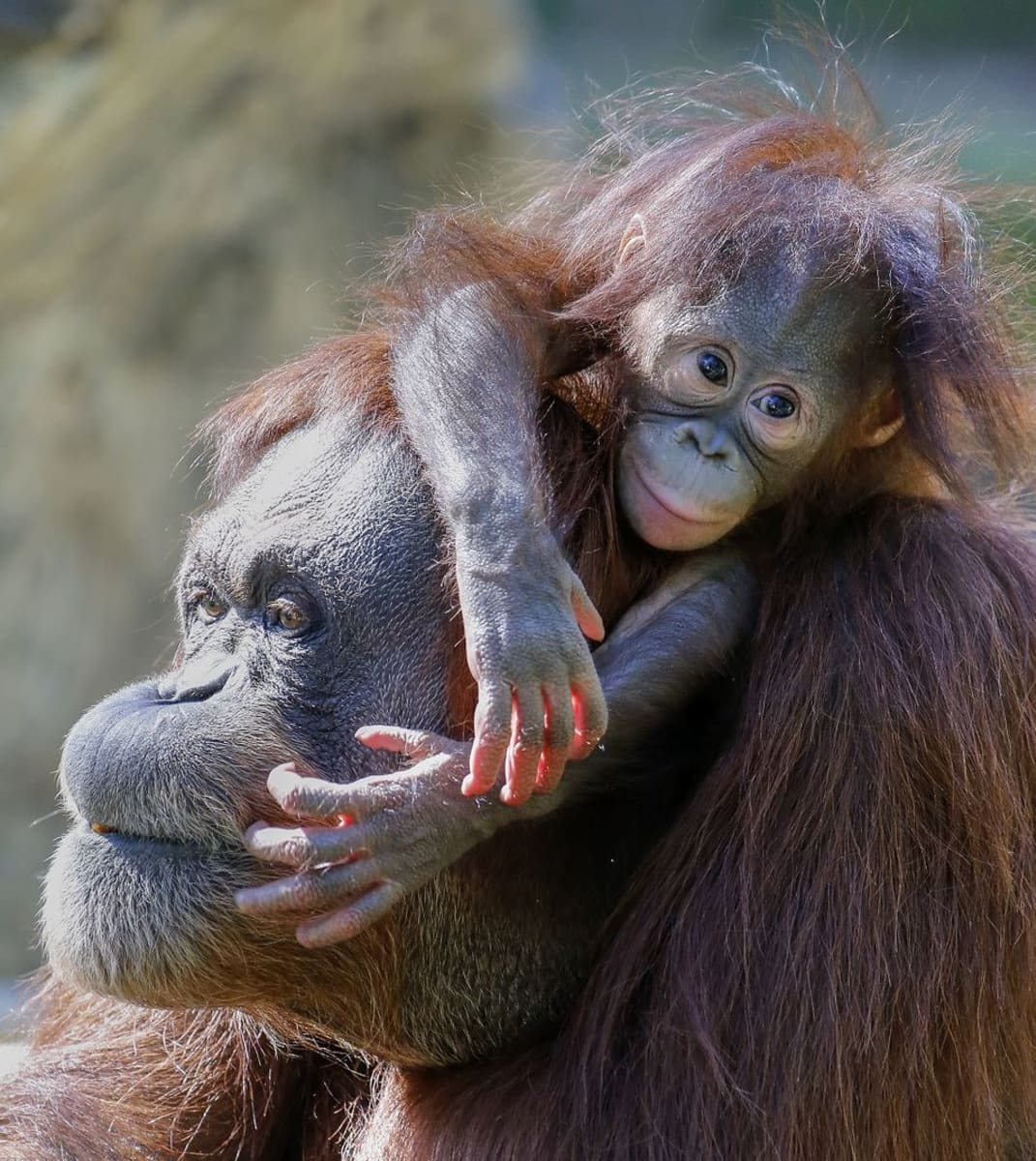 Oranginpoikanen aikuisen eläimen selässä.