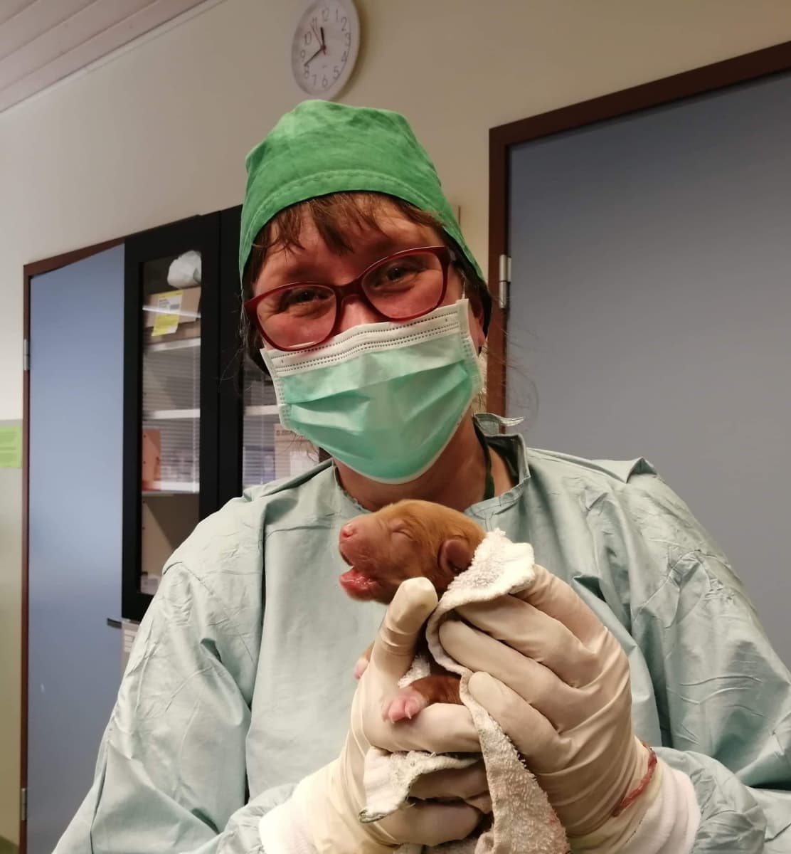 Maskiin ja leikkaussalivaatteisiin pukeutunut naiseläinlääkäri pitelee käsissään vastasyntynyttä koiranpentua. 
