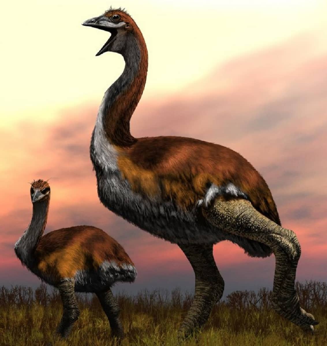 Ei höyhensarjaa: Maailman suurin lintu oli kolmimetrinen ja painoi 800  kiloa | Yle Uutiset