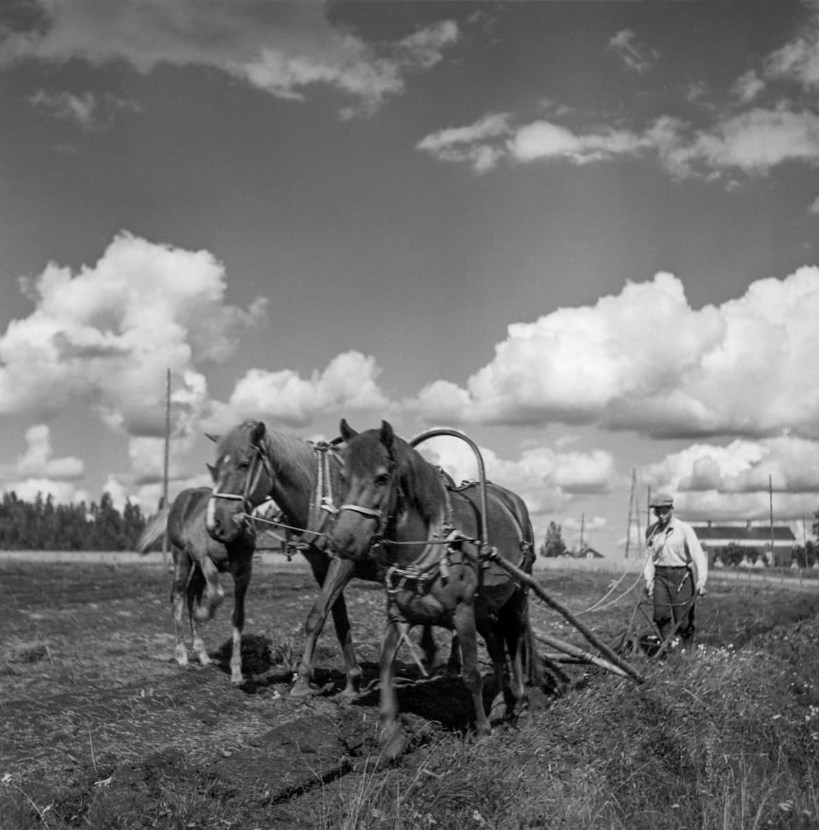 Kuva Tervolan Varejoelta. Mies ja hevoset kääntävät peltoa kesäpäivänä.