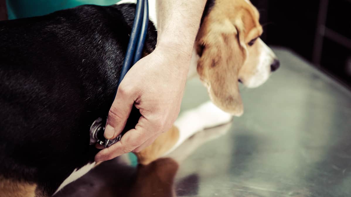 Koiran suolitukos oireet Rakentaminen ja laitteet