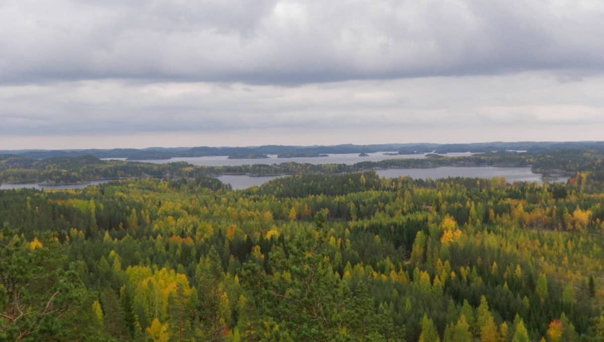 Mikkeliin Perustettiin Neljä Uutta Luonnonsuojelualuetta | Yle Uutiset ...