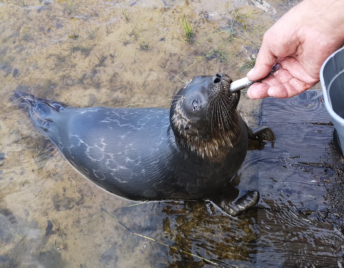 Kalastajille jaetaan ilmaiseksi katiskoja - tarkoituksena ...