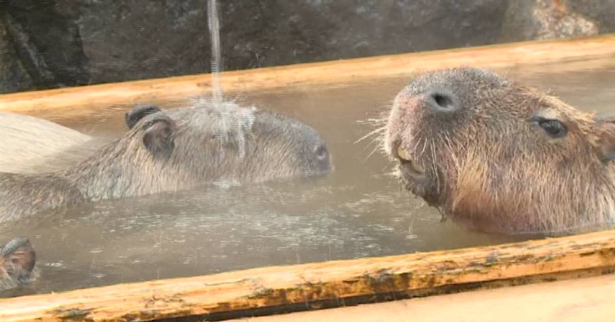 Vesisiat hurahtivat kuumiin kylpyihin japanilaisessa eläintarhassa – video  | Yle Uutiset