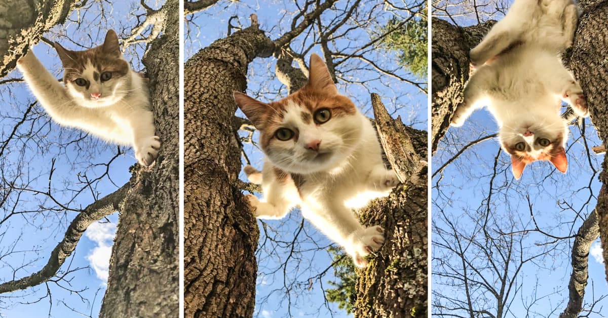 Kun kissa karkaa puuhun, paikalle soitetaan 