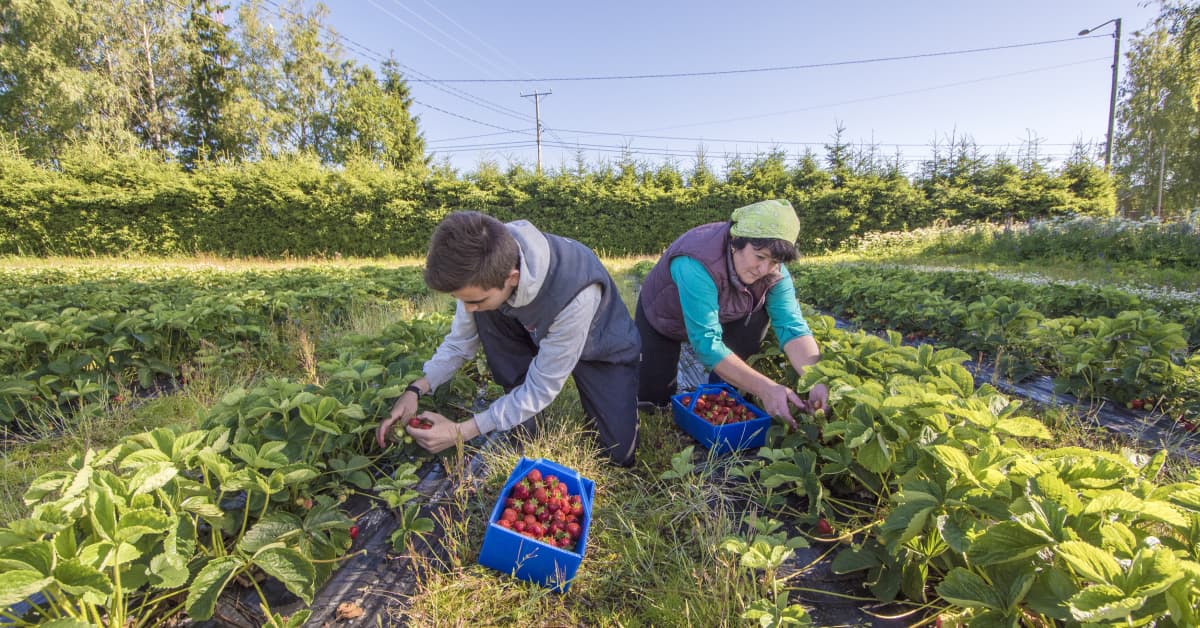Seasonal workers arrive in Finland, take Covid precautions Yle