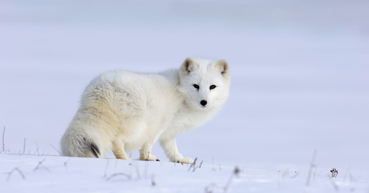 Arctic fox acutely endangered in Nordics | Yle