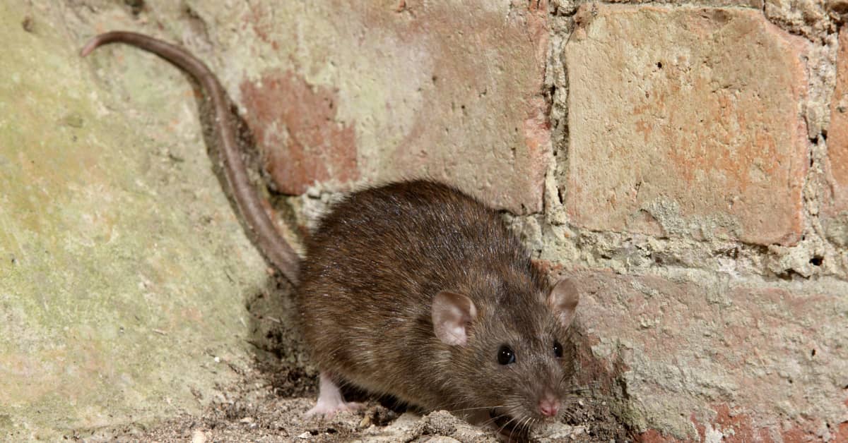 Rotta hyppäsi roskiksesta Armi Pohjansaron päälle: 