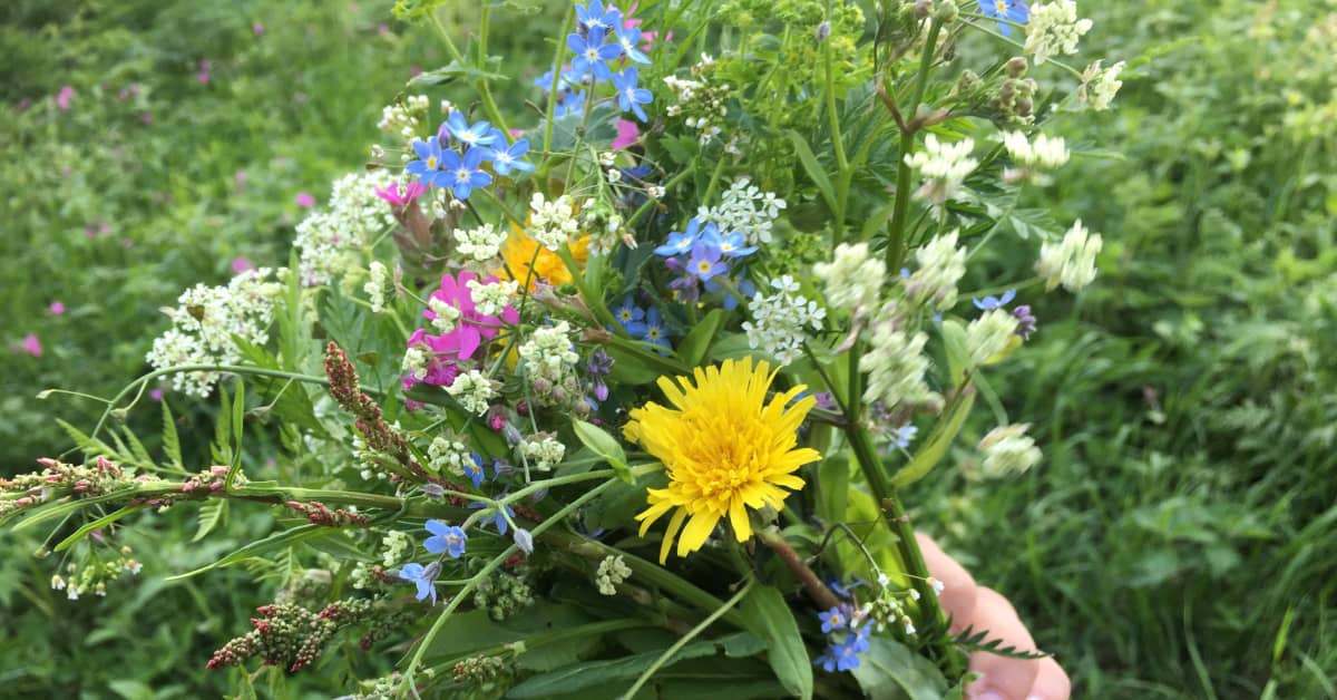 Kesän kukkaloisto on parhaimmillaan: Kuinka hyvin sinä tunnet  luonnonkukkia? | Yle Uutiset