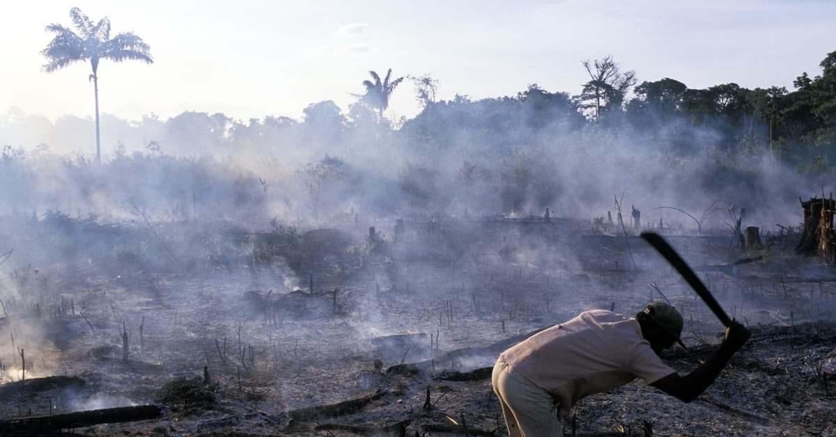 Amazonin sademetsässä on säilössä jopa ratkaisevan paljon hiiltä ja valtaisa määrä eliölajeja.