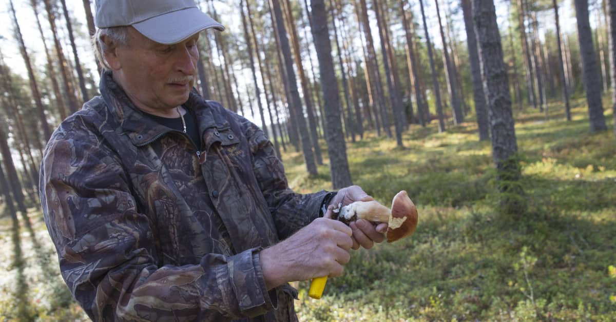 90 % продаваемых в Финляндии грибов собирают в Восточной Финляндии | Yle